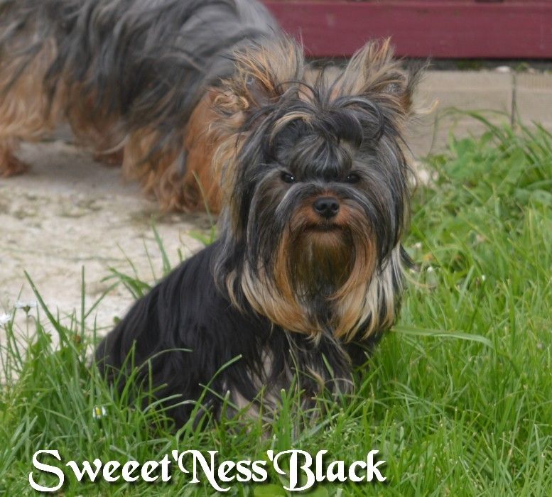 Sweeet'ness'black (Sans Affixe)