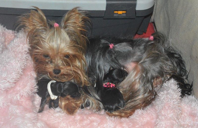 chiot Yorkshire Terrier Des Petits Landais