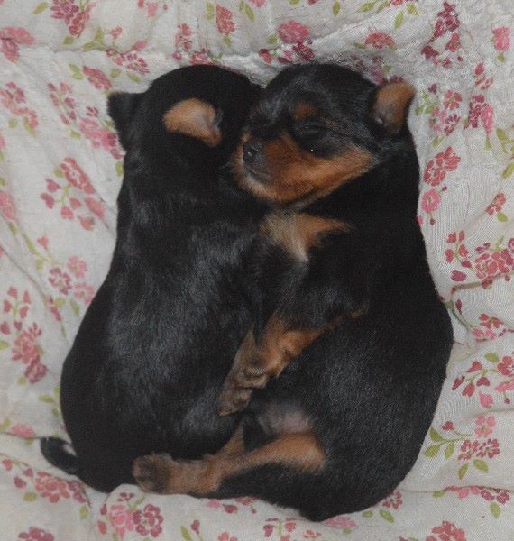 Des Petits Landais - Yorkshire Terrier - Portée née le 28/09/2018