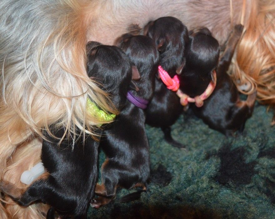 chiot Yorkshire Terrier Des Petits Landais