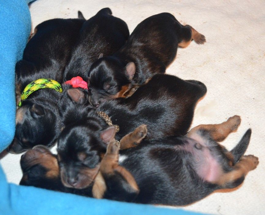 chiot Yorkshire Terrier Des Petits Landais