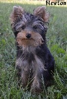 Des Petits Landais - Yorkshire Terrier - Portée née le 24/02/2017