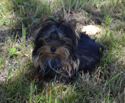 Des Petits Landais - Yorkshire Terrier - Portée née le 14/11/2023