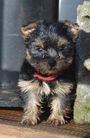 Des Petits Landais - Yorkshire Terrier - Portée née le 18/12/2017