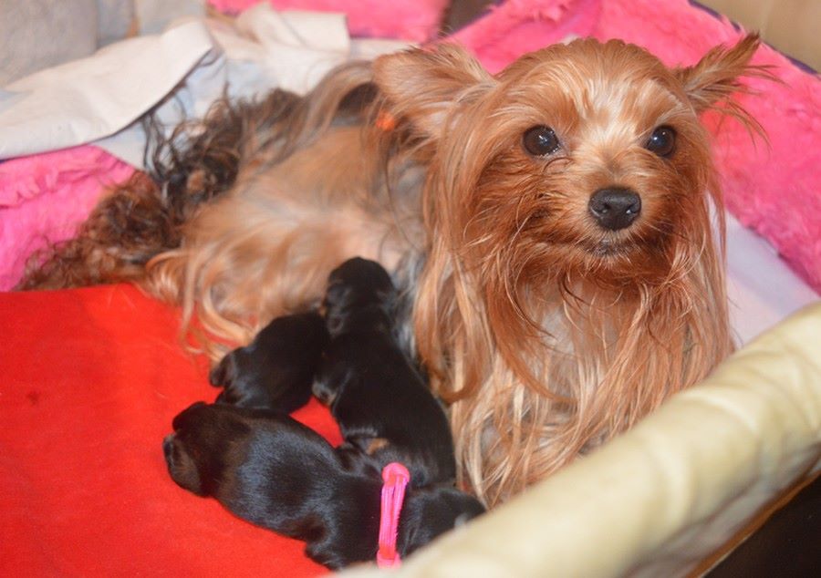 Des Petits Landais - Yorkshire Terrier - Portée née le 28/07/2019