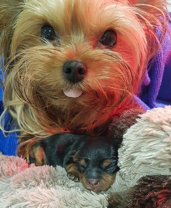 chiot Yorkshire Terrier Des Petits Landais