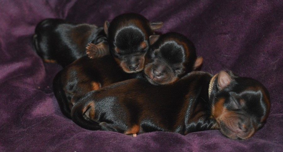 Des Petits Landais - Yorkshire Terrier - Portée née le 15/11/2020