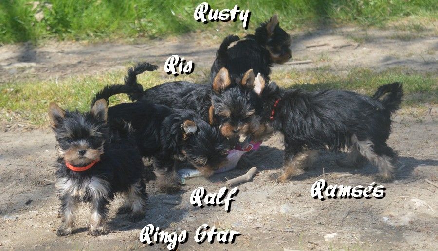 chiot Yorkshire Terrier Des Petits Landais