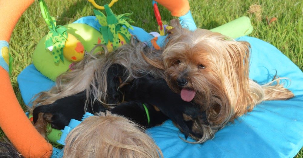 Des Petits Landais - Yorkshire Terrier - Portée née le 06/06/2018