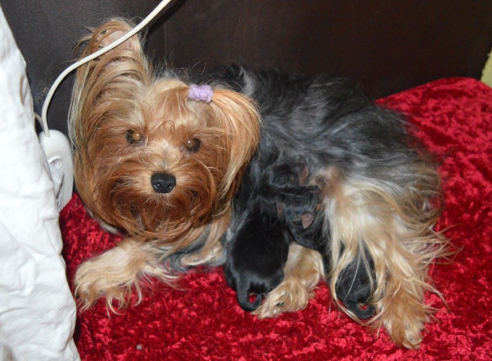 chiot Yorkshire Terrier Des Petits Landais