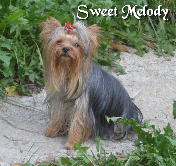 Sweet melody du clos de mayerland