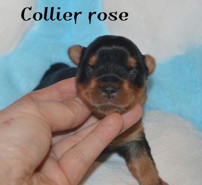 Des Petits Landais - Chiots disponibles - Yorkshire Terrier