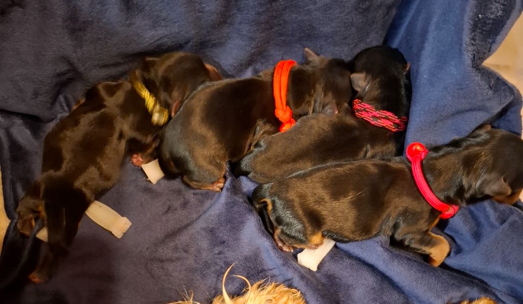 Des Petits Landais - Chiots disponibles - Yorkshire Terrier