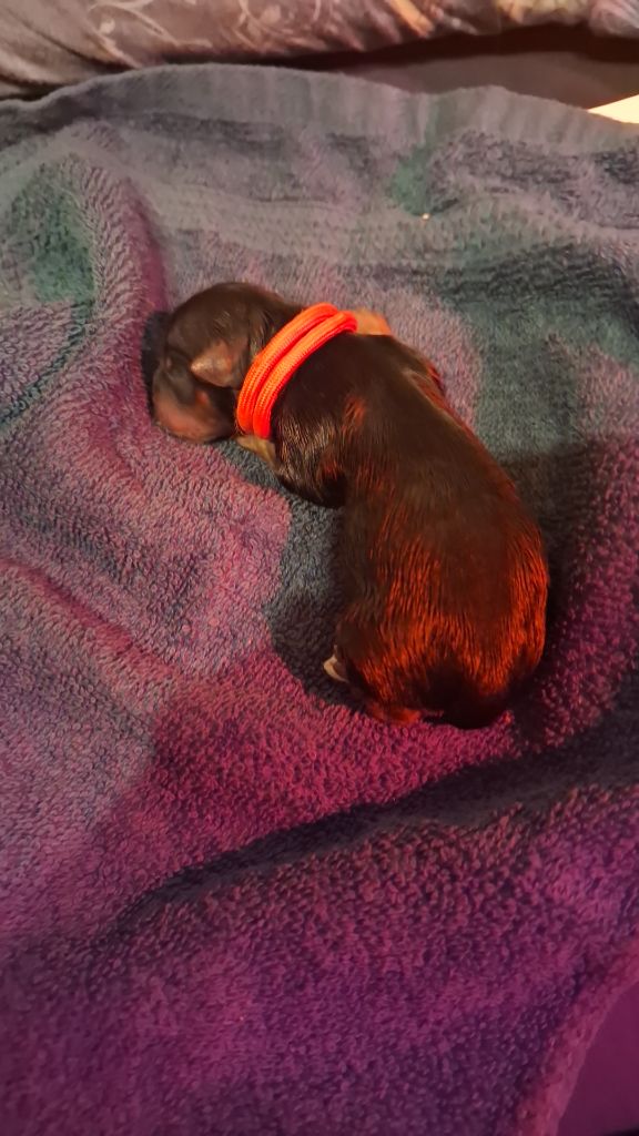 Des Petits Landais - Chiots disponibles - Yorkshire Terrier