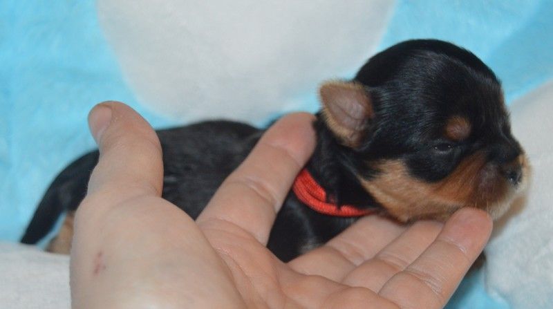Des Petits Landais - Chiots disponibles - Yorkshire Terrier