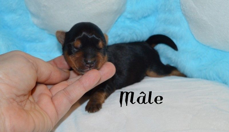 Des Petits Landais - Chiots disponibles - Yorkshire Terrier