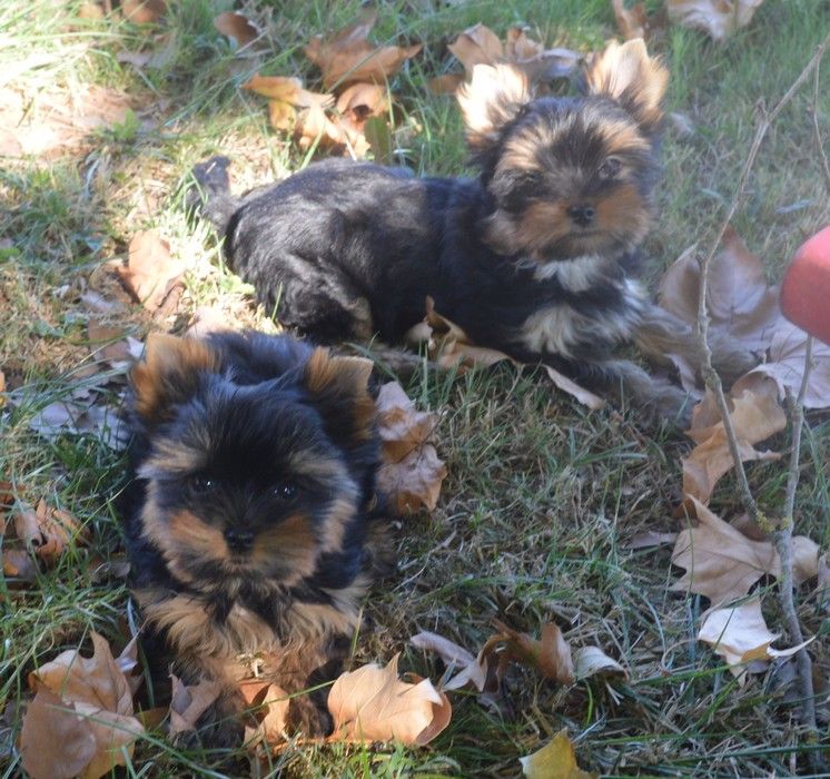 Des Petits Landais - Yorkshire Terrier - Portée née le 23/06/2022