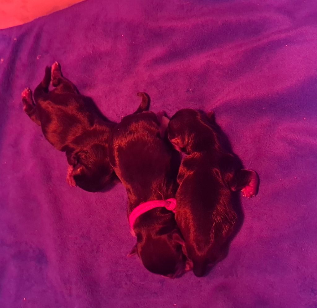 Des Petits Landais - Yorkshire Terrier - Portée née le 20/07/2025