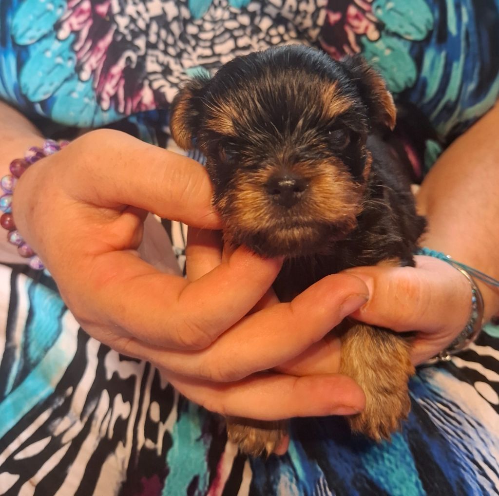 Des Petits Landais - Chiots disponibles - Yorkshire Terrier