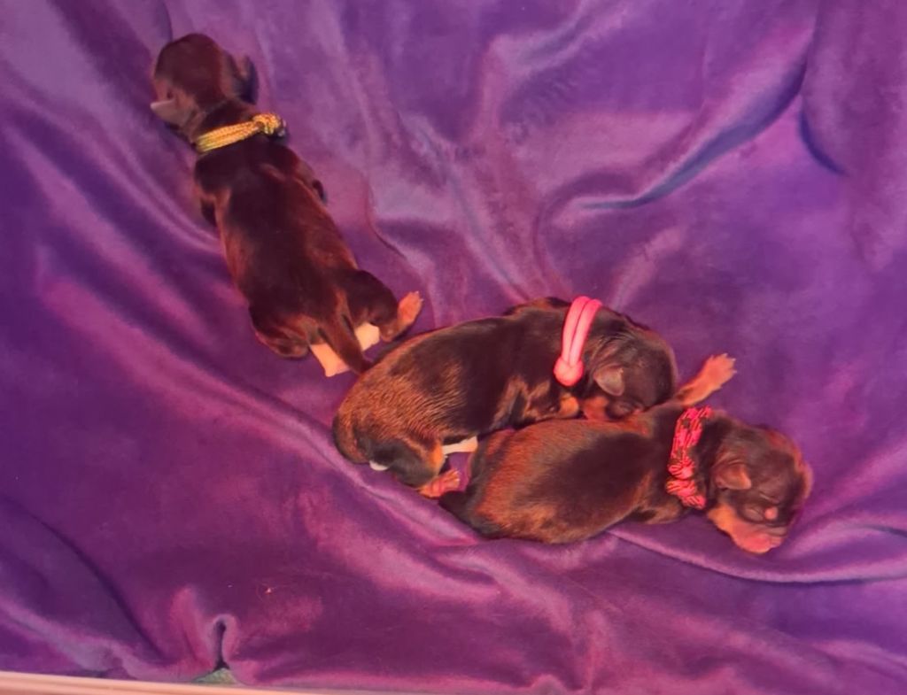 Des Petits Landais - Chiots disponibles - Yorkshire Terrier