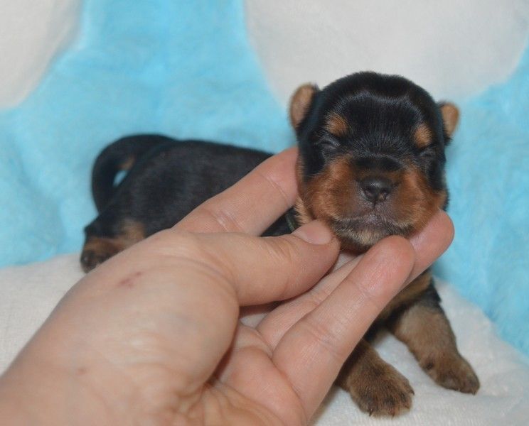 Des Petits Landais - Chiots disponibles - Yorkshire Terrier