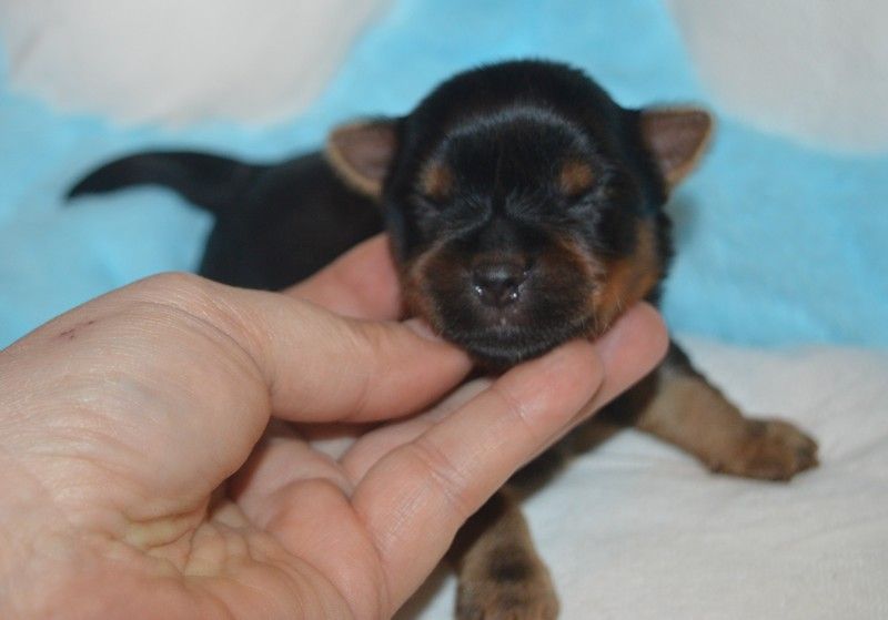 Des Petits Landais - Chiots disponibles - Yorkshire Terrier