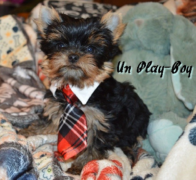 Un Play-Boy