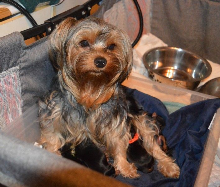 Des Petits Landais - Yorkshire Terrier - Portée née le 09/05/2025