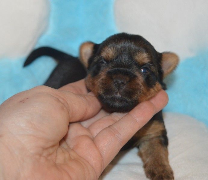 Des Petits Landais - Chiots disponibles - Yorkshire Terrier