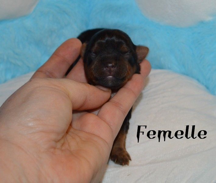 Des Petits Landais - Chiots disponibles - Yorkshire Terrier