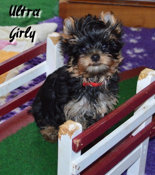 Des Petits Landais - Yorkshire Terrier - Portée née le 14/11/2023
